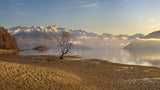 Morning light at Wanaka Poster och Canvastavla