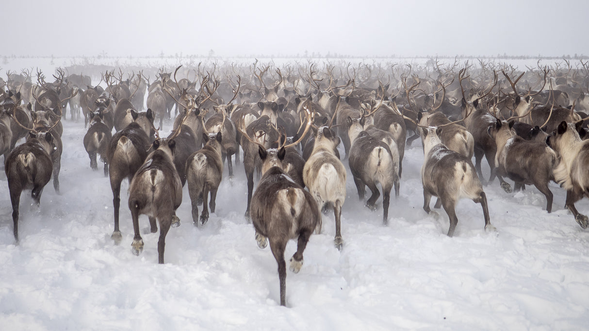 To be part of a the herd Poster och Canvastavla