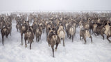 To be part of a the herd Poster och Canvastavla