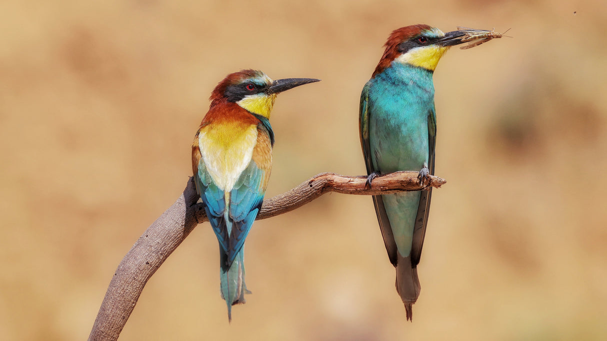 Bee-eaters Poster och Canvastavla