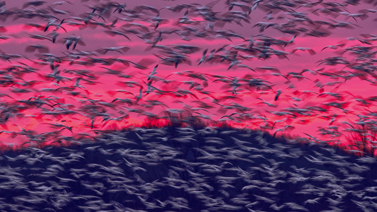 Migrating Snow Geese In Slow Motion Poster och Canvastavla