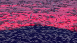 Migrating Snow Geese In Slow Motion Poster och Canvastavla