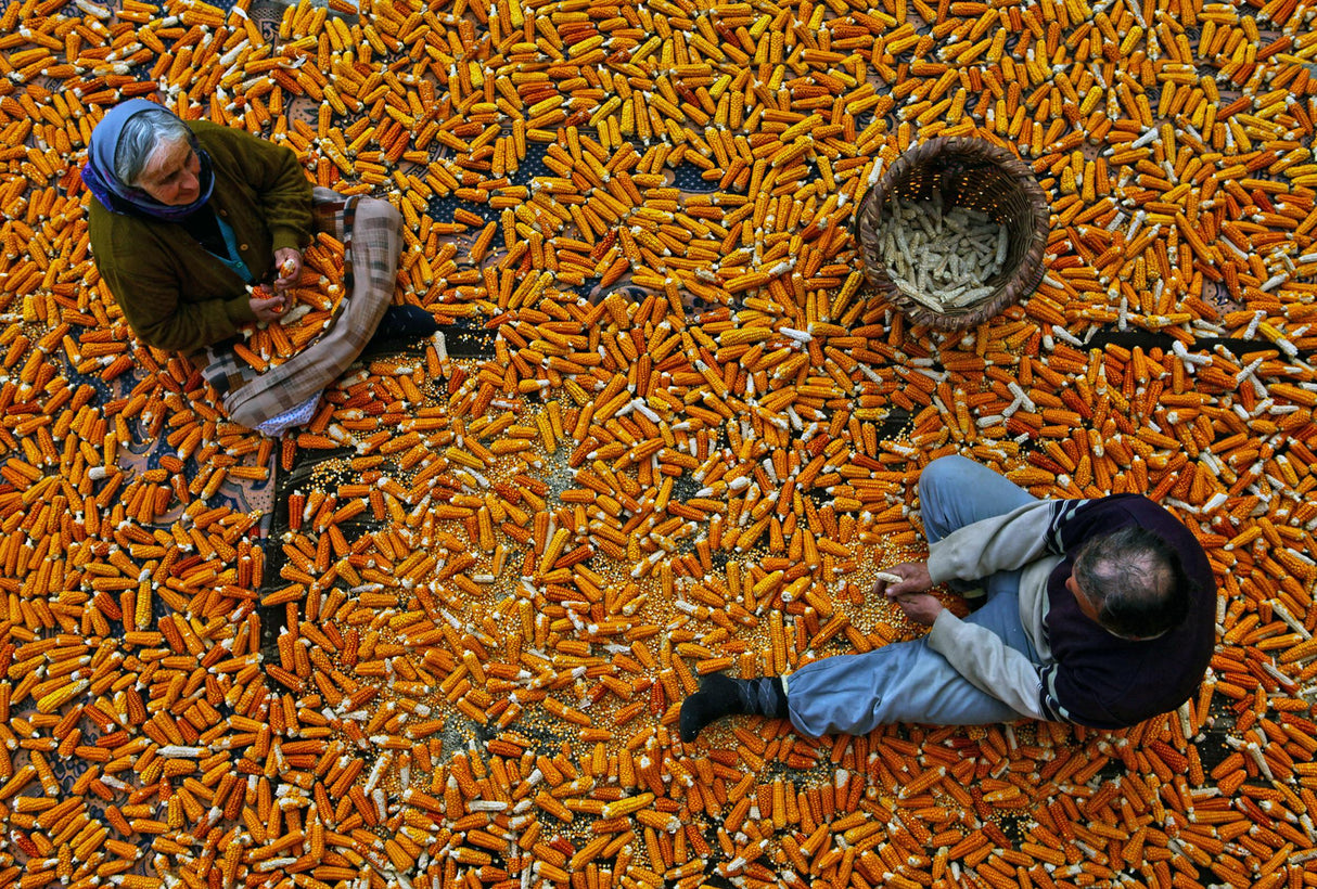 corn Poster och Canvastavla