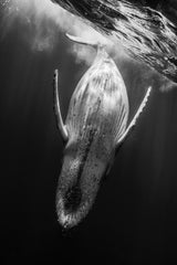 Black &amp; Whale Poster och Canvastavla