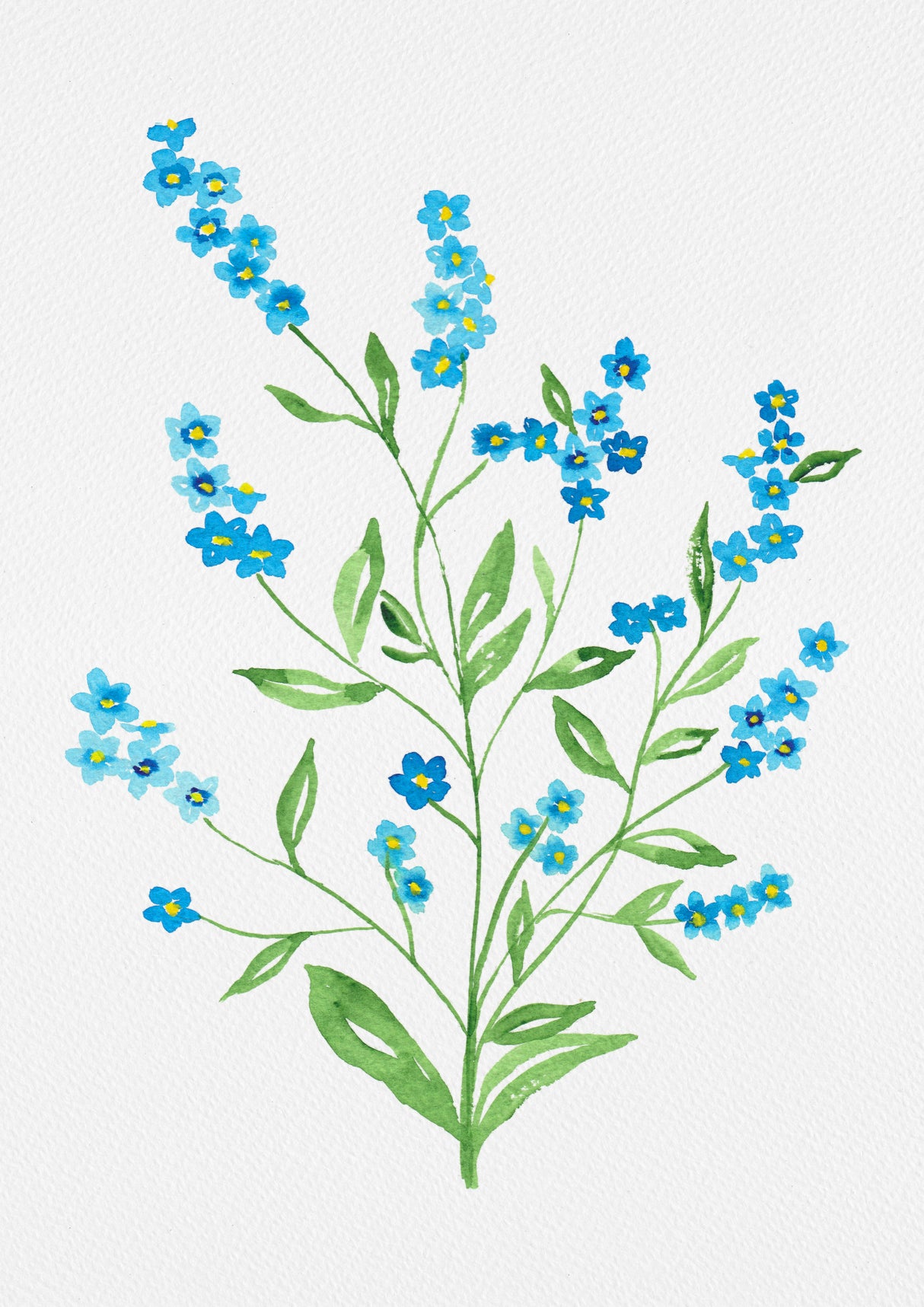 Wood forget-me-not or Myosotis sylvatica botanical painting Poster och Canvastavla