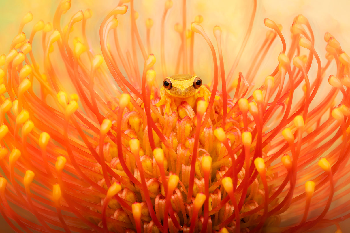 Lemur Tree Frog in a Tropical Protea Flower Poster och Canvastavla