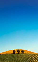 Tuscany Poster och Canvastavla