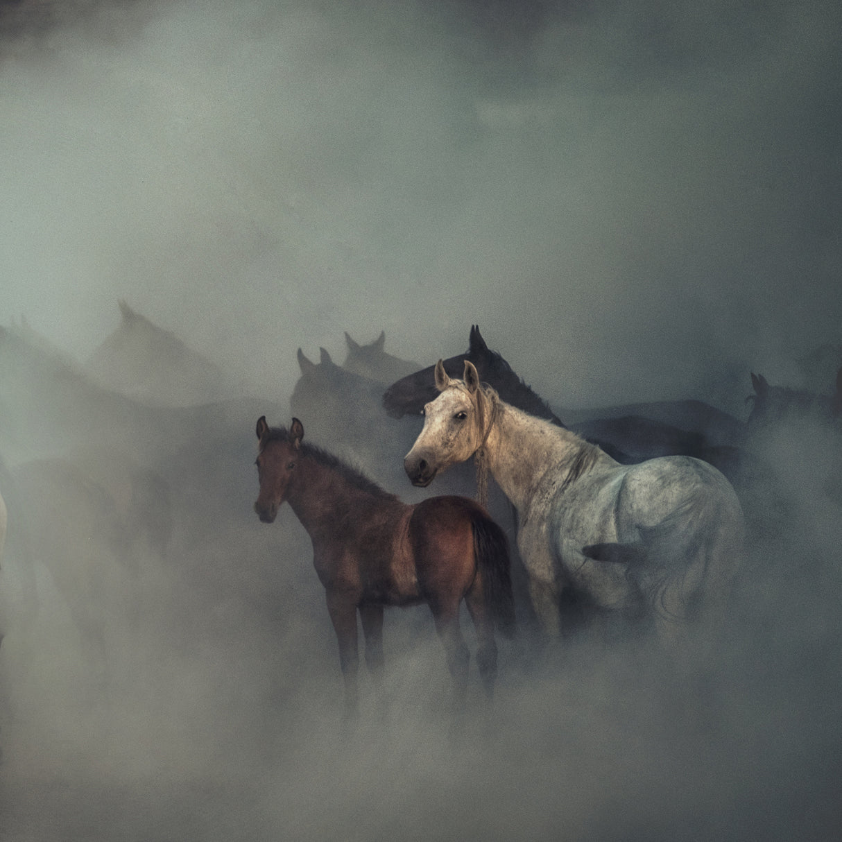 The lost horses Poster och Canvastavla