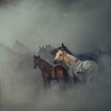 The lost horses Poster och Canvastavla