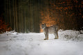 Bobcat in winter forest Poster och Canvastavla