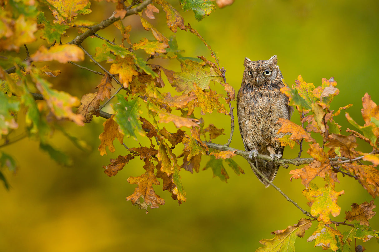 European Scops Owl Poster och Canvastavla
