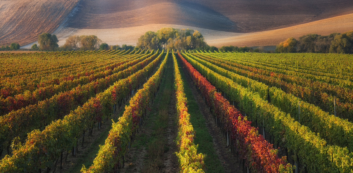 vineyard in Autumn Poster och Canvastavla