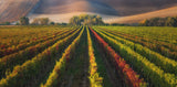 vineyard in Autumn Poster och Canvastavla