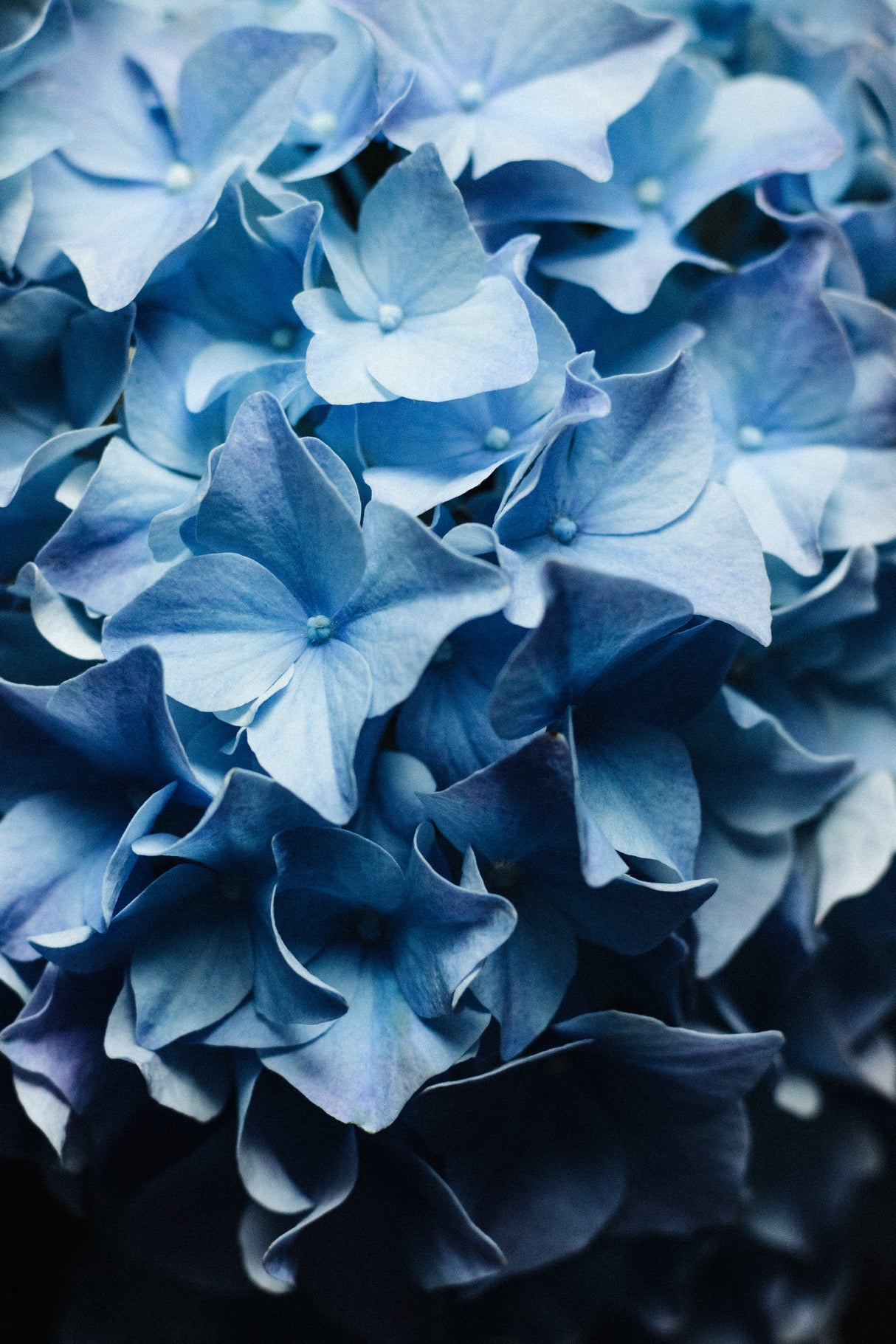 Pretty Sight - Blue Hydrangea Poster och Canvastavla