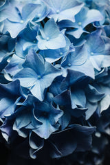 Pretty Sight - Blue Hydrangea Poster och Canvastavla