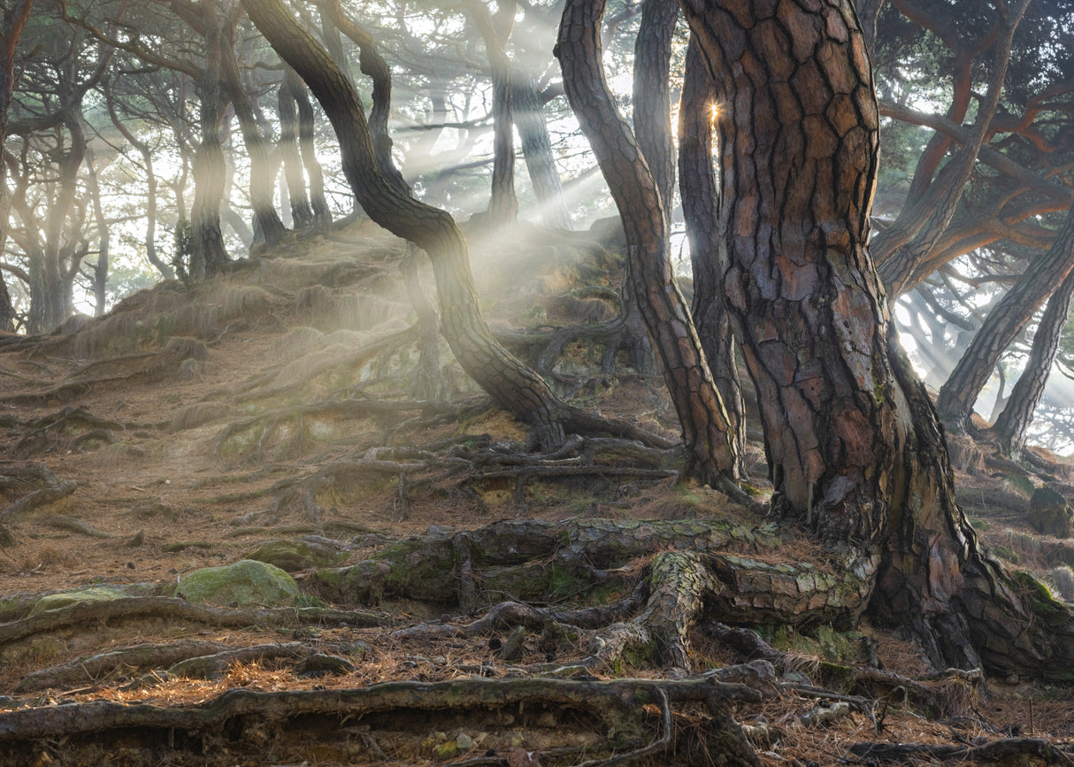 Sacred Pine Trees Poster och Canvastavla