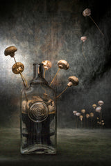 Mushrooms Poster och Canvastavla
