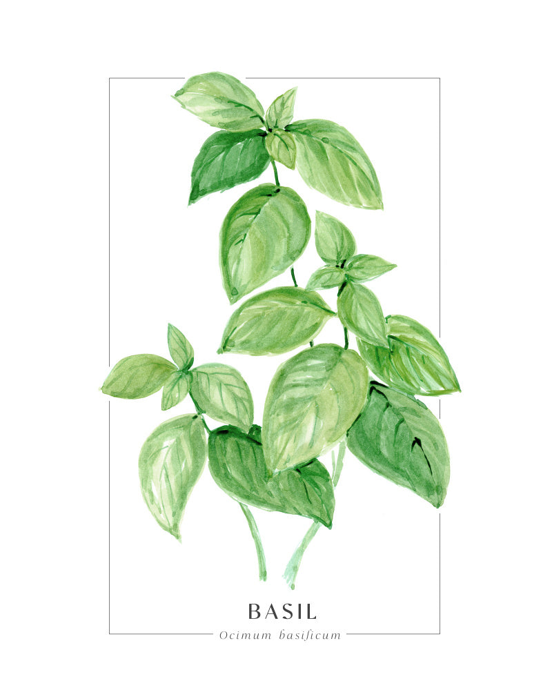 Basil II Poster Kitchen poster eller kökstavla