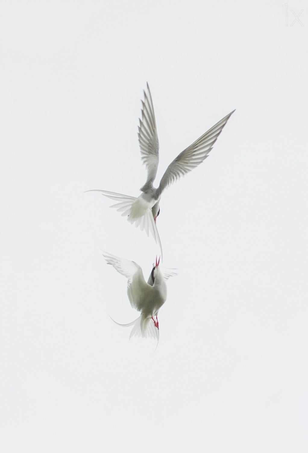 Tern Poster och Canvastavla