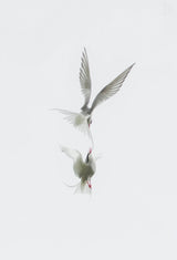 Tern Poster och Canvastavla