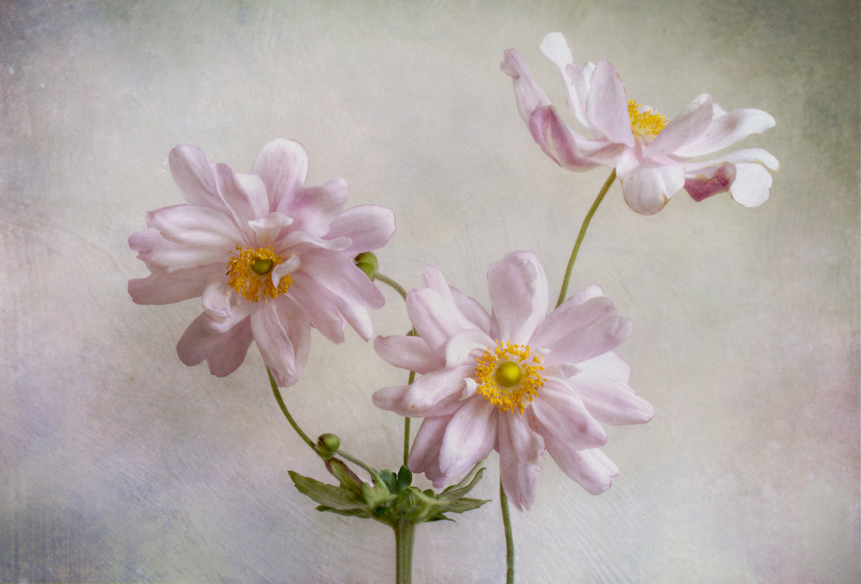 Anemones Poster och Canvastavla