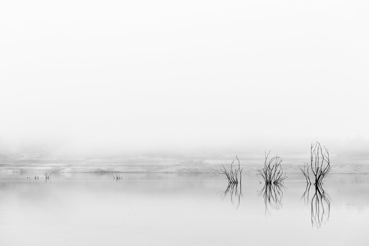 Reflejos en la niebla Poster och Canvastavla