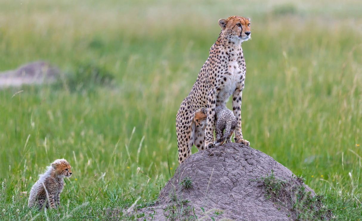 Cheetah and Cubs Poster och Canvastavla