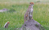 Cheetah and Cubs Poster och Canvastavla