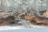 Reindeers III Poster och Canvastavla