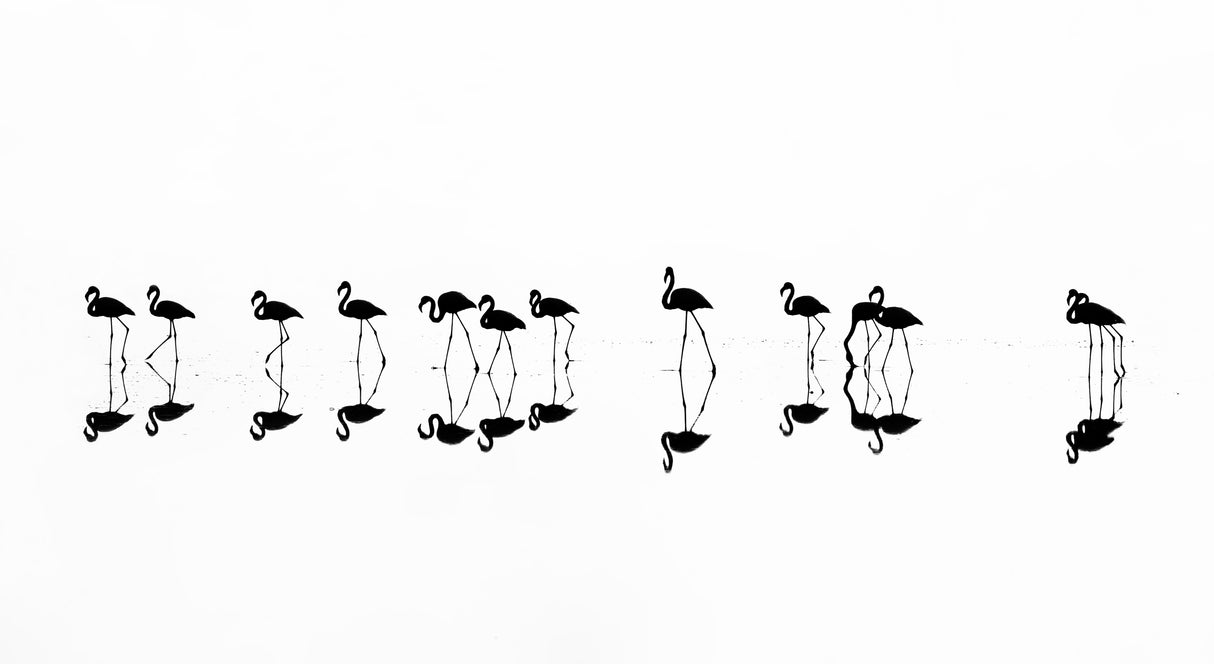 flamingo reflections Poster och Canvastavla