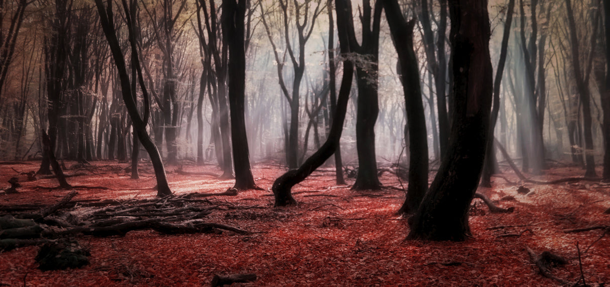Autumn Dream Poster och Canvastavla