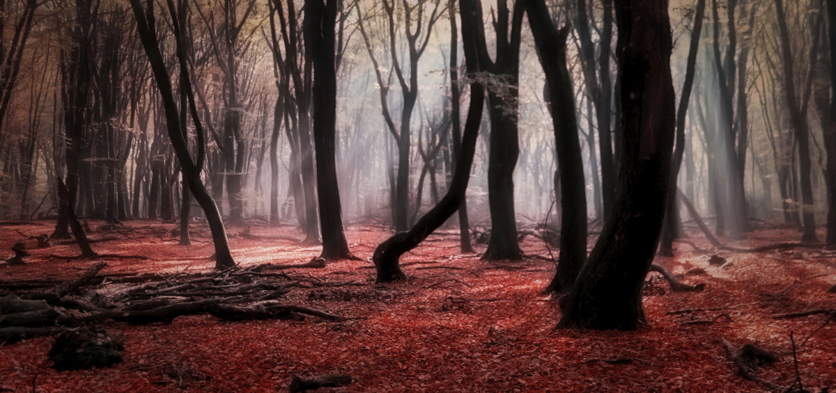 Autumn Dream Poster och Canvastavla