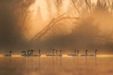 Swans community Poster och Canvastavla