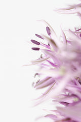FLOWER PURPLE Poster och Canvastavla