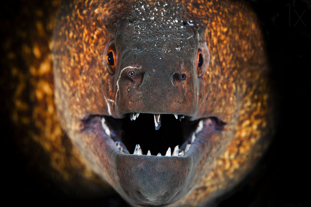 Yellow Moray Poster och Canvastavla