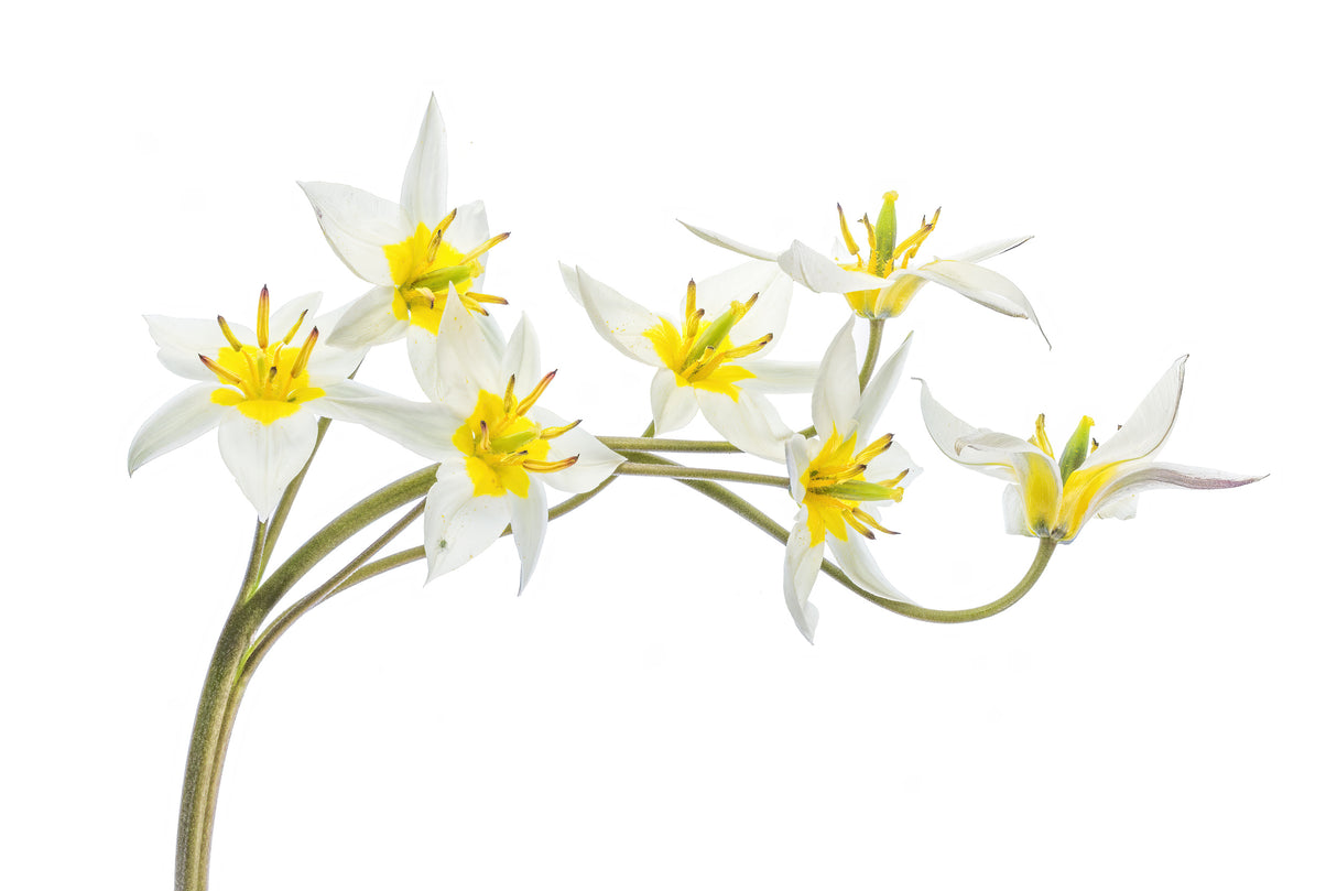 Tulipa Tarda Poster och Canvastavla