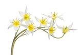 Tulipa Tarda Poster och Canvastavla