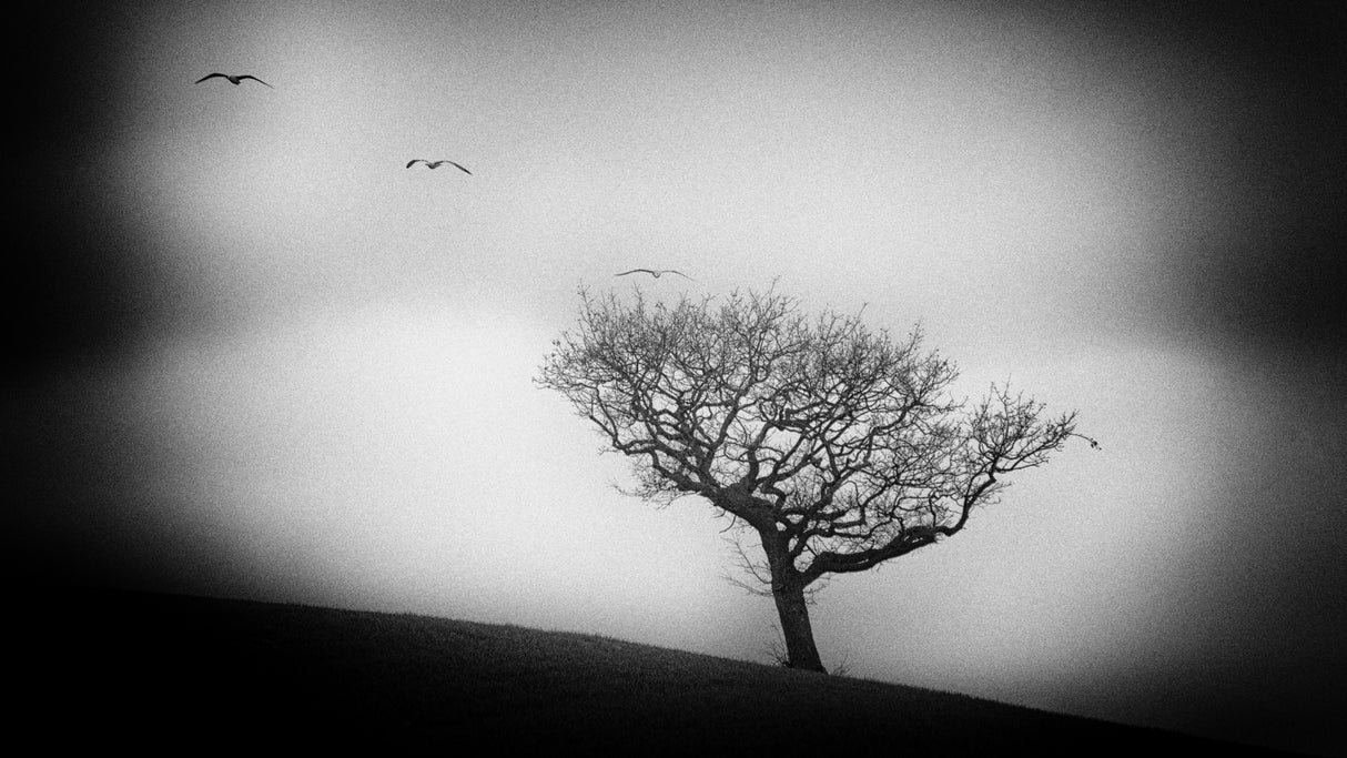 Trees always die standing Poster och Canvastavla