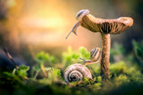 The awakening of snails Poster och Canvastavla