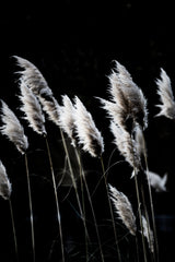 Grass 4 Poster och Canvastavla