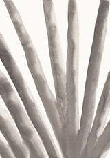Aloe Vera Poster och Canvastavla