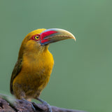 Saffron Toucanet Poster och Canvastavla