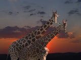 girafes Poster och Canvastavla