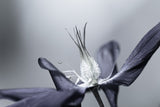 Fiore Estate Poster och Canvastavla