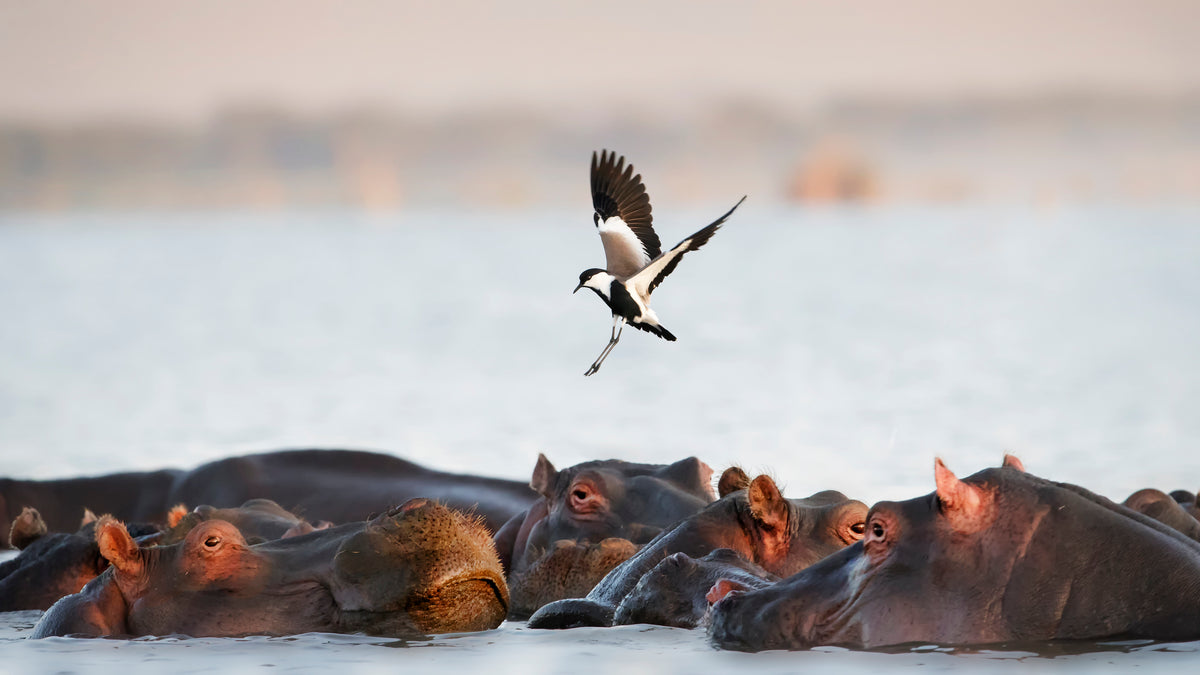 The Hippo Poster och Canvastavla