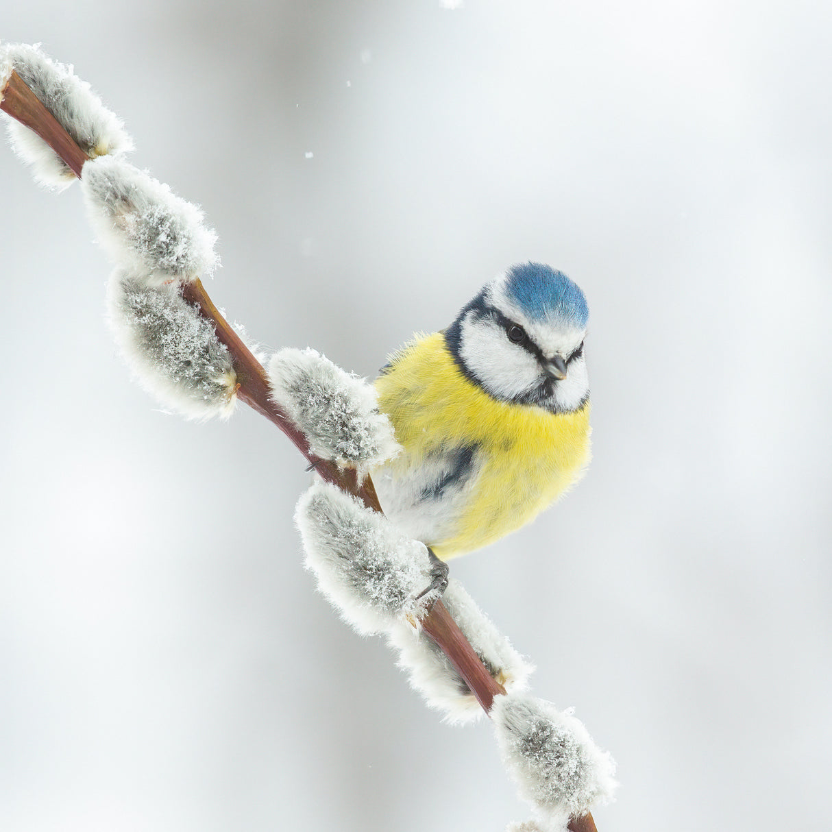 Blue tit in a white world. Poster och Canvastavla