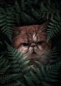 Peaknose Cat In Ferns Poster och Canvastavla