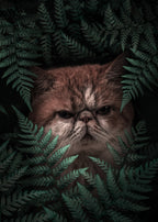 Peaknose Cat In Ferns Poster och Canvastavla