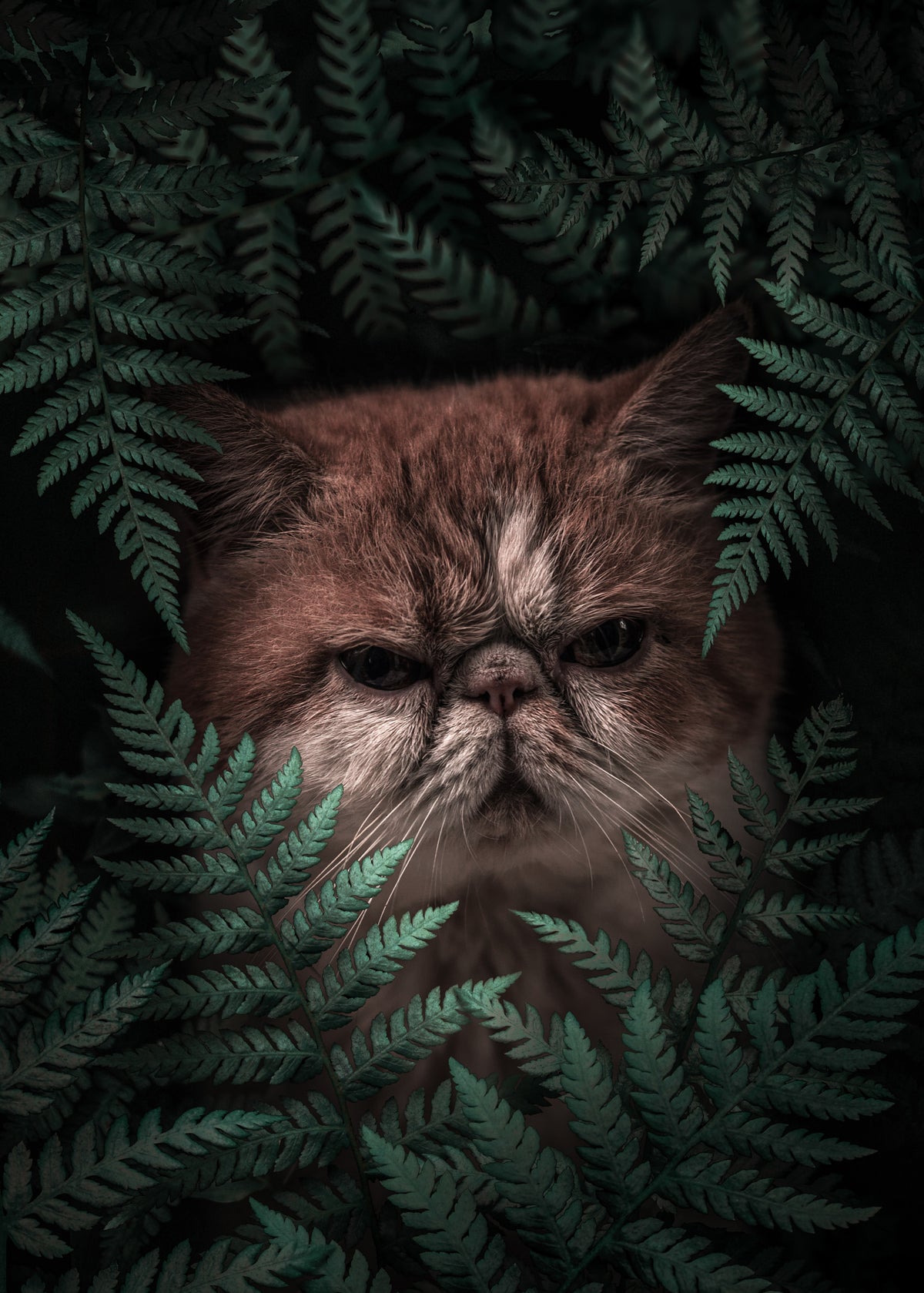 Peaknose Cat In Ferns Poster och Canvastavla