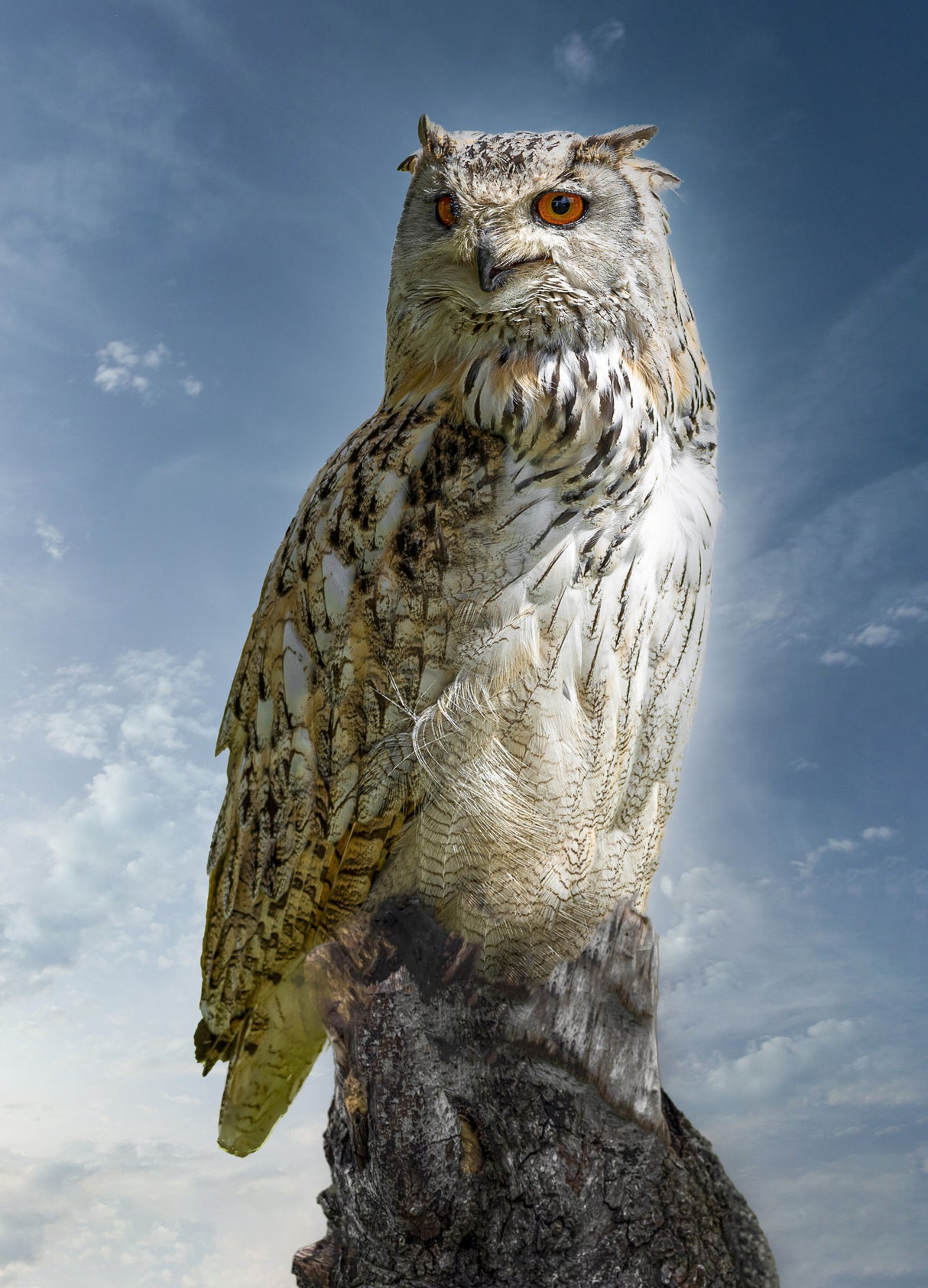The Owl. Poster och Canvastavla
